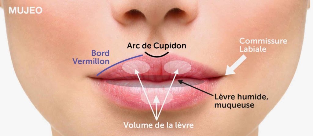 Anatomie de la lèvre