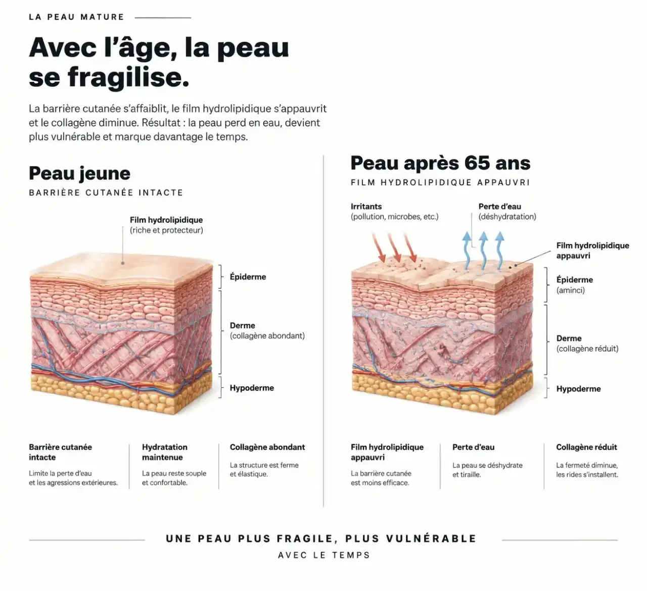 Schéma de la barrière cutanée d'une peau mature pour choisir quelle crème visage après 65 ans